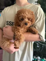 Rock, a male Poodle - Toy  for sale in Moreno Valley, CA – 3 of 4