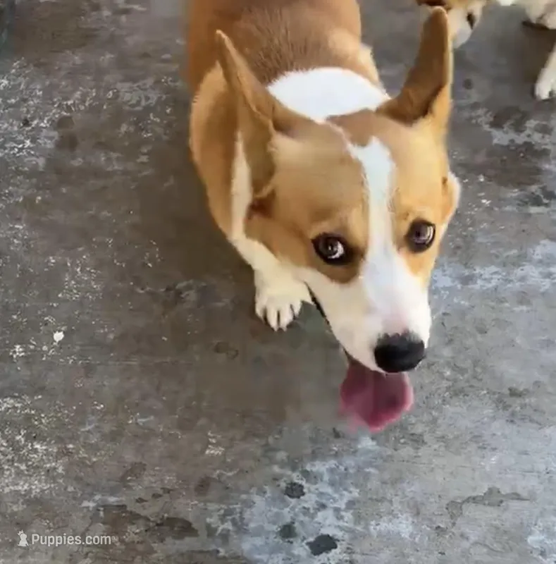 Apple – Pembroke Welsh Corgi puppy for sale in Pomona, CA