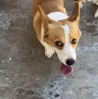 Apple, a female Pembroke Welsh Corgi for sale in Pomona, CA – 1 of 1