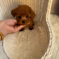 Davis(AKC teacup ), a male Poodle - Toy  for sale in Pomona, CA – Photo 3 of 3