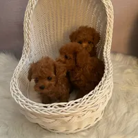 Davis(AKC teacup ), a male Poodle - Toy  for sale in Pomona, CA – Photo 2 of 3