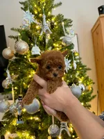 Jennie(teacup), a female Poodle - Toy  for sale in Pomona, CA – Photo 2 of 3