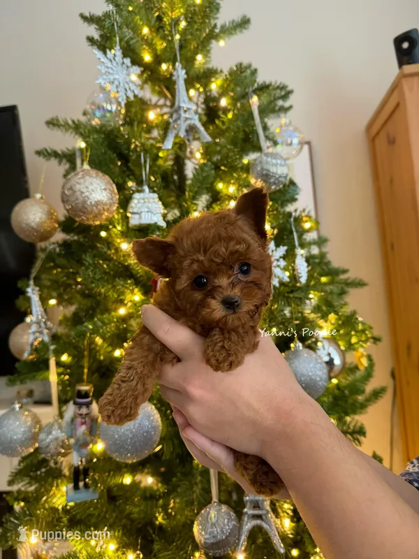 Jennie(teacup), a female Poodle - Toy  for sale in Pomona, CA – Photo 1 of 3