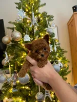 Jennie(teacup), a female Poodle - Toy  for sale in Pomona, CA – Photo 1 of 3