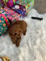 Miley (AKC), a female Poodle - Toy  for sale in Pomona, CA – Photo 4 of 4