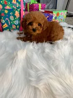 Miley (AKC), a female Poodle - Toy  for sale in Pomona, CA – Photo 3 of 4