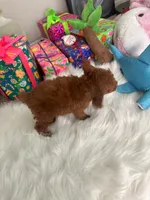 Adam (AKC), a male Poodle - Toy  for sale in Pomona, CA – Photo 3 of 3