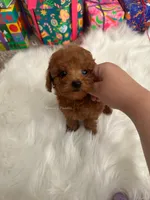 Adam (AKC), a male Poodle - Toy  for sale in Pomona, CA – Photo 2 of 3