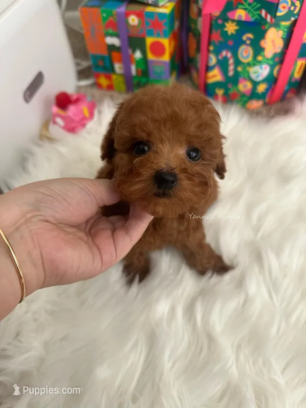 Adam (AKC), a male Poodle - Toy  for sale in Pomona, CA – Photo 1 of 3