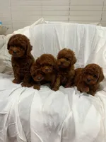 dark red(AKC), a female Poodle - Toy  for sale in Pomona, CA – Photo 1 of 5