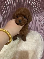 dark red(AKC), a female Poodle - Toy  for sale in Pomona, CA – Photo 3 of 5