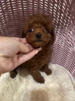 dark red(AKC), a female Poodle - Toy  for sale in Pomona, CA – Photo 4 of 5
