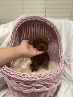 dark red(AKC), a female Poodle - Toy  for sale in Pomona, CA – Photo 2 of 5