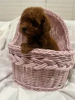 dark red(AKC), a female Poodle - Toy  for sale in Pomona, CA – Photo 5 of 5
