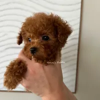 Josh (Teacup AKC), a male Poodle - Toy  for sale in Pomona, CA – Photo 5 of 5