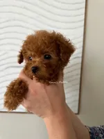 Josh (Teacup AKC), a male Poodle - Toy  for sale in Pomona, CA – Photo 5 of 5