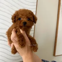 Josh (Teacup AKC), a male Poodle - Toy  for sale in Pomona, CA – Photo 2 of 5