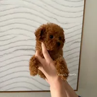 Josh (Teacup AKC), a male Poodle - Toy  for sale in Pomona, CA – Photo 3 of 5