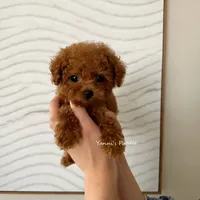 Josh (Teacup AKC), a male Poodle - Toy  for sale in Pomona, CA – Photo 4 of 5