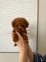 Josh (Teacup AKC), a male Poodle - Toy  for sale in Pomona, CA – Photo 4 of 5