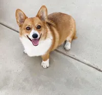 Lai Fa, a female Pembroke Welsh Corgi for sale in Pomona, CA – 1 of 1