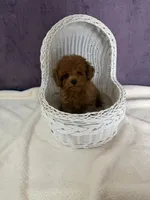 Rock, a male Poodle - Toy  for sale in Moreno Valley, CA – 2 of 2