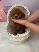 Cinderella(AKC), a female Poodle - Toy  for sale in Pomona, CA – Photo 1 of 2