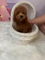 Cinderella(AKC), a female Poodle - Toy  for sale in Pomona, CA – Photo 2 of 2