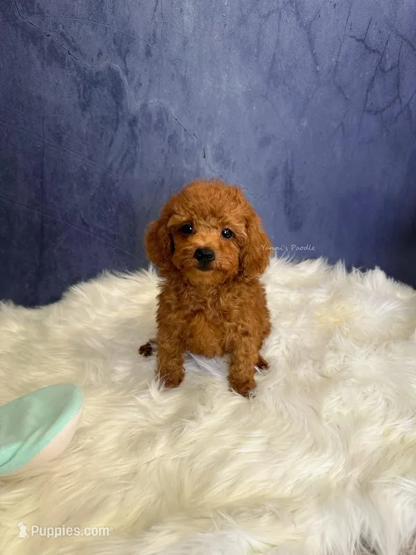 Aaron (AKC), a male Poodle - Toy  for sale in Pomona, CA – Photo 1 of 4