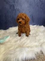 Aaron (AKC), a male Poodle - Toy  for sale in Pomona, CA – Photo 3 of 4