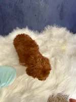 Aaron (AKC), a male Poodle - Toy  for sale in Pomona, CA – Photo 4 of 4