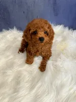 Aaron (AKC), a male Poodle - Toy  for sale in Pomona, CA – Photo 2 of 4