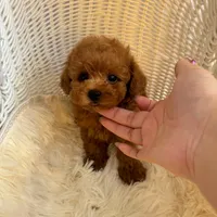 Daniel(AKC teacup), a male Poodle - Toy  for sale in Pomona, CA – Photo 4 of 5