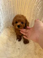 Daniel(AKC teacup), a male Poodle - Toy  for sale in Pomona, CA – Photo 4 of 5