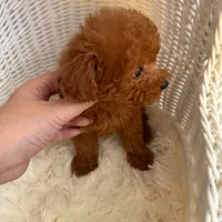 Daniel(AKC teacup), a male Poodle - Toy  for sale in Pomona, CA – Photo 2 of 5