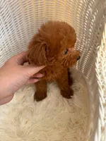 Daniel(AKC teacup), a male Poodle - Toy  for sale in Pomona, CA – Photo 2 of 5