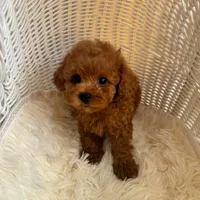 Daniel(AKC teacup), a male Poodle - Toy  for sale in Pomona, CA – Photo 1 of 5