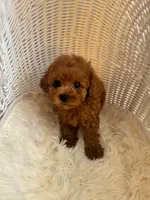 Daniel(AKC teacup), a male Poodle - Toy  for sale in Pomona, CA – Photo 1 of 5