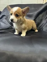 Dragon(AKC), a male Pembroke Welsh Corgi for sale in Pomona, CA – Photo 3 of 3