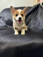 Dragon(AKC), a male Pembroke Welsh Corgi for sale in Pomona, CA – Photo 2 of 3