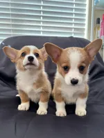 Dragon(AKC), a male Pembroke Welsh Corgi for sale in Pomona, CA – Photo 1 of 3