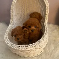 Dylan(AKC teacup ), a male Poodle - Toy  for sale in Pomona, CA – Photo 2 of 4