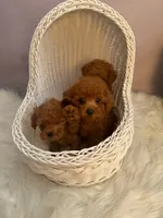 Dylan(AKC teacup ), a male Poodle - Toy  for sale in Pomona, CA – Photo 2 of 4