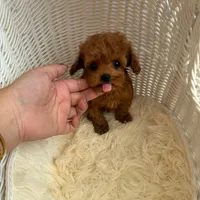 Dylan(AKC teacup ), a male Poodle - Toy  for sale in Pomona, CA – Photo 4 of 4