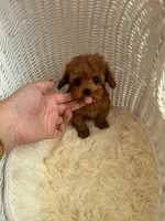 Dylan(AKC teacup ), a male Poodle - Toy  for sale in Pomona, CA – Photo 4 of 4