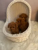 Dylan(AKC teacup ), a male Poodle - Toy  for sale in Pomona, CA – Photo 3 of 4