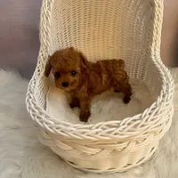Dylan(AKC teacup ), a male Poodle - Toy  for sale in Pomona, CA – Photo 1 of 4