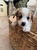 Nick (AKC), a male Pembroke Welsh Corgi for sale in Pomona, CA – Photo 10 of 10