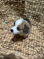 Nick (AKC), a male Pembroke Welsh Corgi for sale in Pomona, CA – Photo 8 of 10