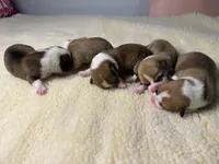 Nick (AKC), a male Pembroke Welsh Corgi for sale in Pomona, CA – Photo 5 of 10